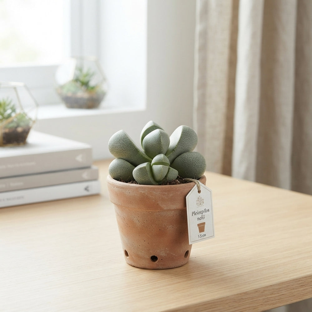 Pleiospilos nelii Living Stone Plant – 5.5cm Pot