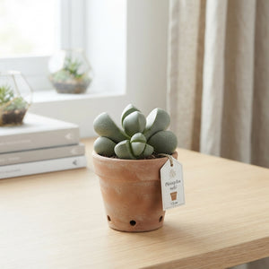 Pleiospilos nelii Living Stone Plant – 5.5cm Pot