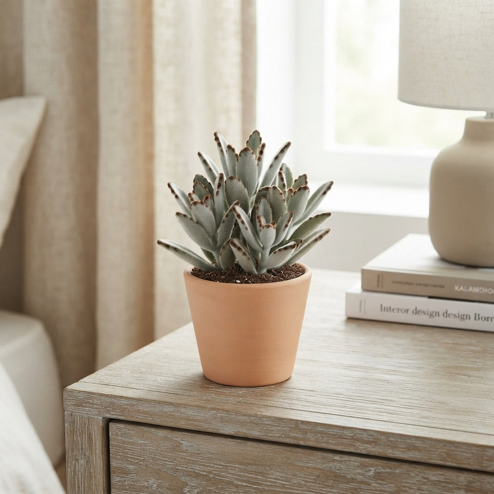Panda Plant (Kalanchoe tomentosa ‘Nigra’) – 8.5cm Pot