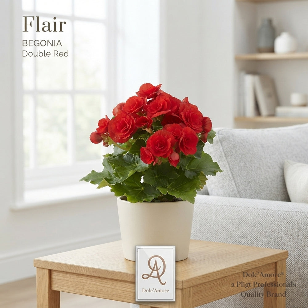 Mixed Double-Flowered Begonia – 14cm Pot