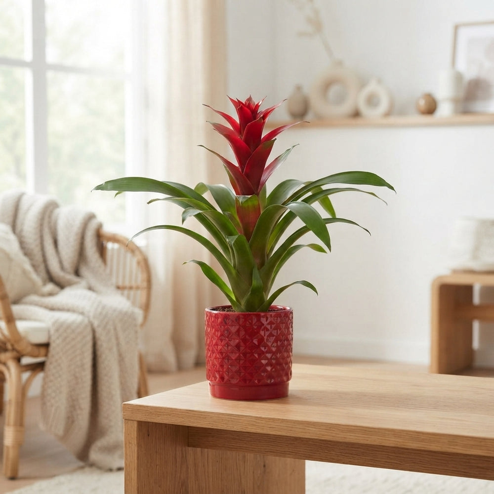 Mixed Guzmania Bromeliad – 10cm Pot, 35cm High
