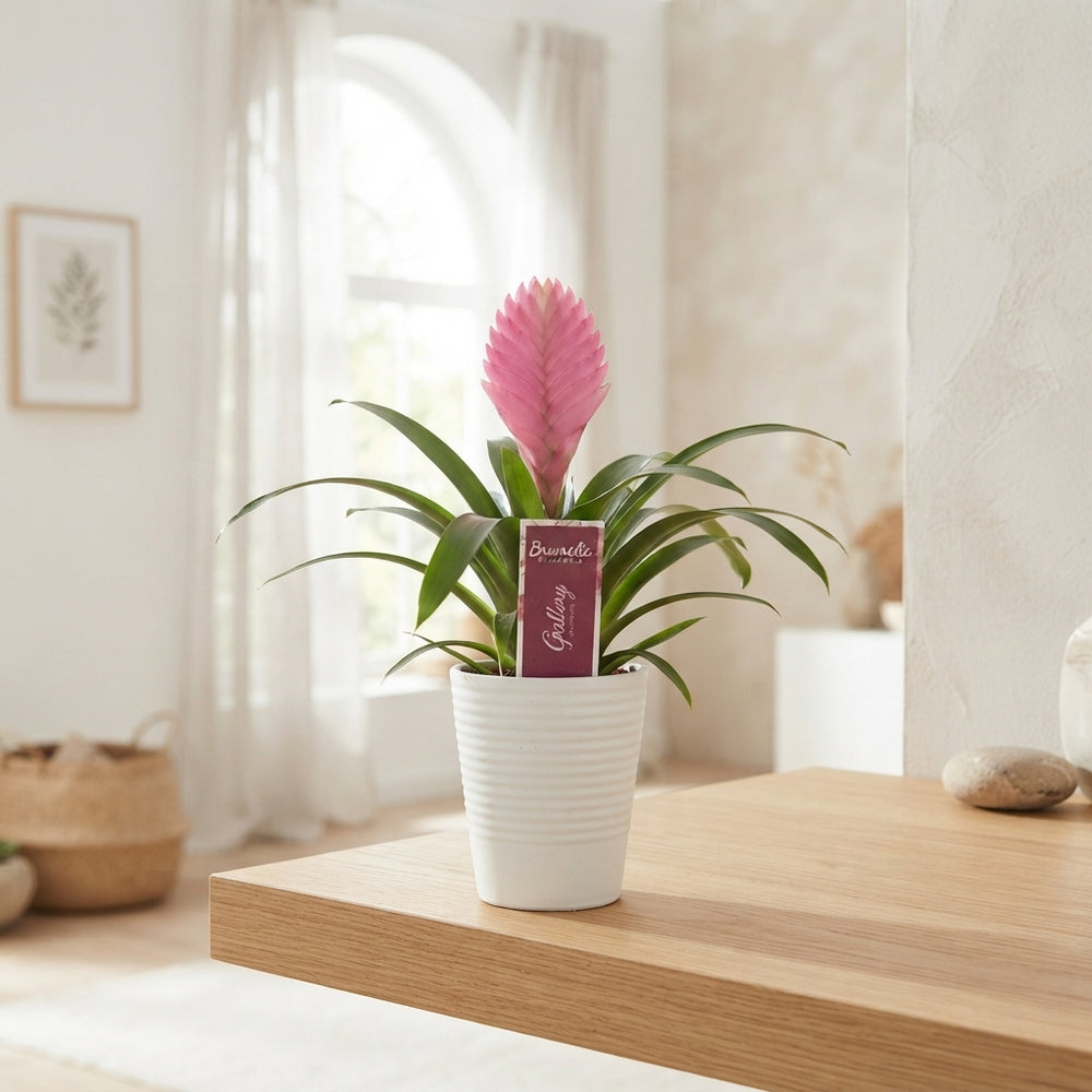 Mixed Bromeliad Houseplant – 11cm Pot, 35cm High