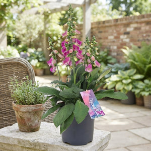 Pink Foxglove (Digitalis) – 17cm Pot, 60cm High
