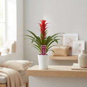 Mixed Guzmania Bromeliad – 11cm Pot, 35cm High