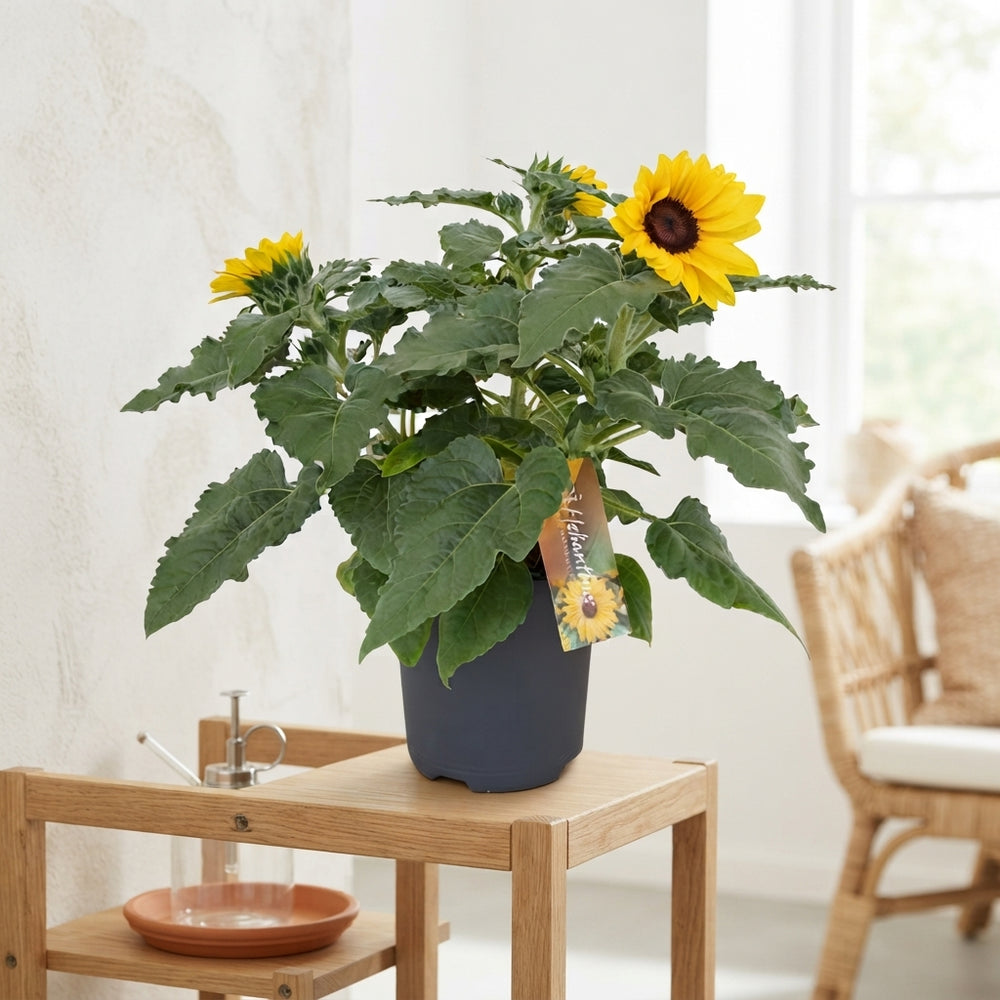 Sunfinity Yellow Sunflower (Helianthus) – 17cm Pot