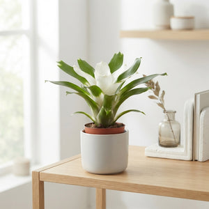White Neoregelia Bromeliad – 12cm Pot, 45cm High