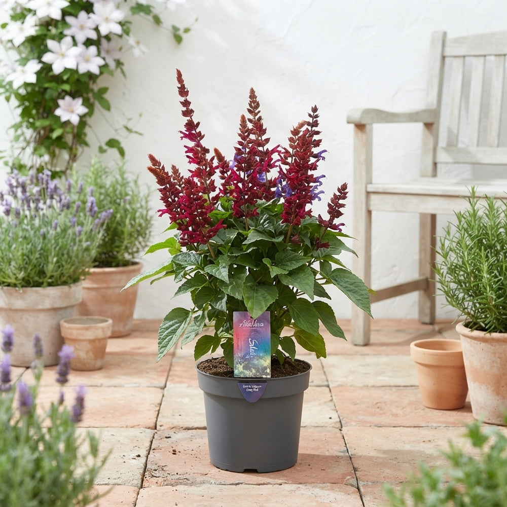 Mixed Salvia Plants (Salvia) – 17cm Pot