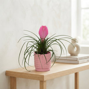 Pink Tillandsia cyanea 'Anita' – 10cm Pot