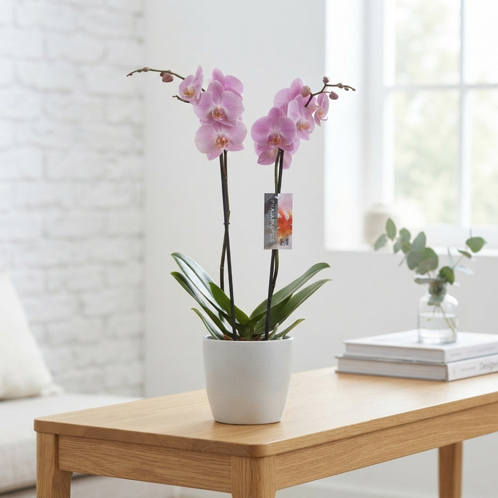 Mixed Phalaenopsis Orchid – 2 Stem, 12cm Pot