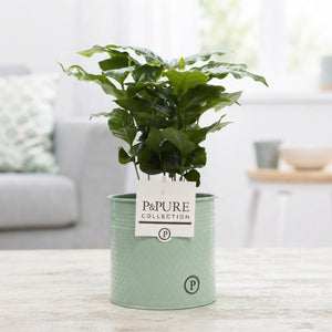 Coffee Plant (Coffea arabica) – 12cm Pot