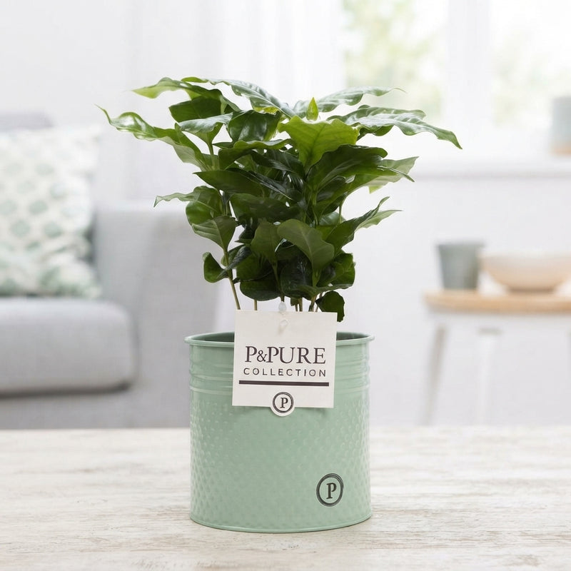 Coffee Plant (Coffea arabica) – 12cm Pot