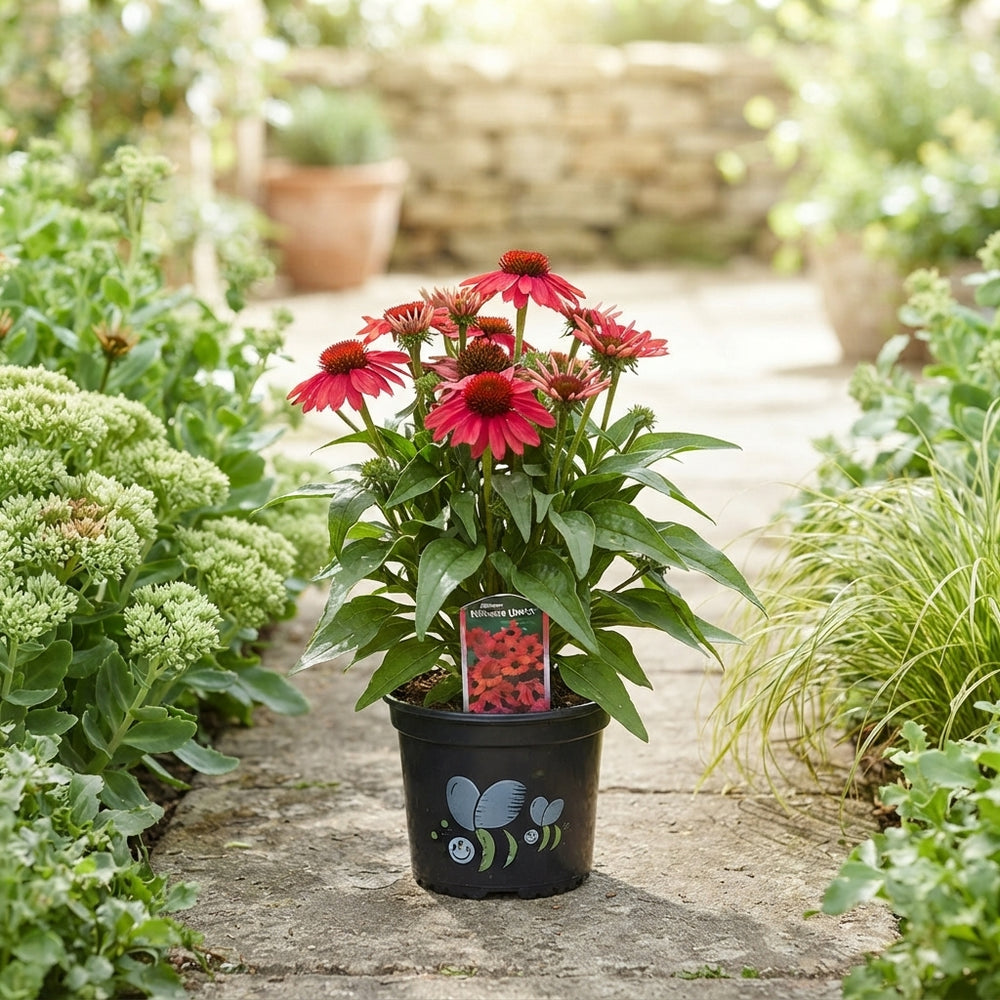 Echinacea ‘Lipstick’ Pink Coneflower – 17cm Pot