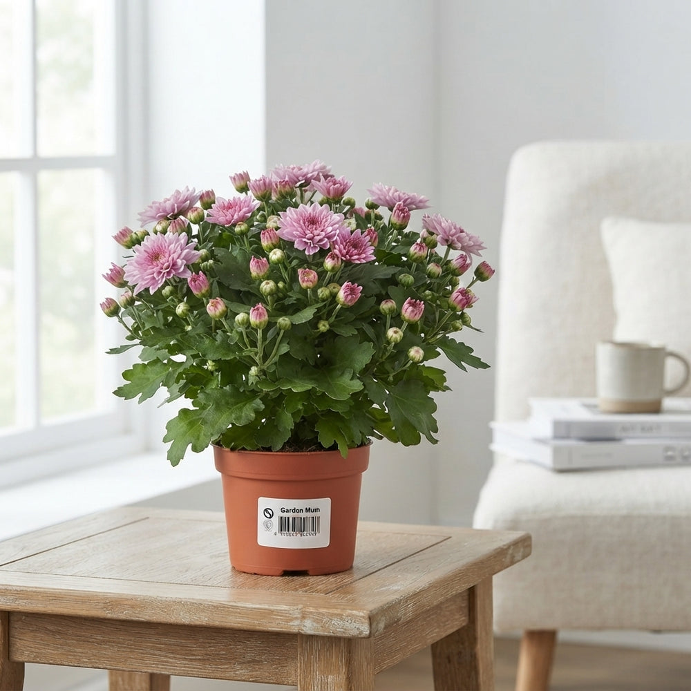 Pink Chrysanthemum – 10.5cm Pot