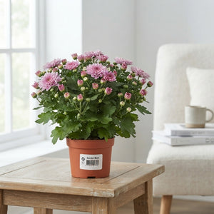 Pink Chrysanthemum – 10.5cm Pot