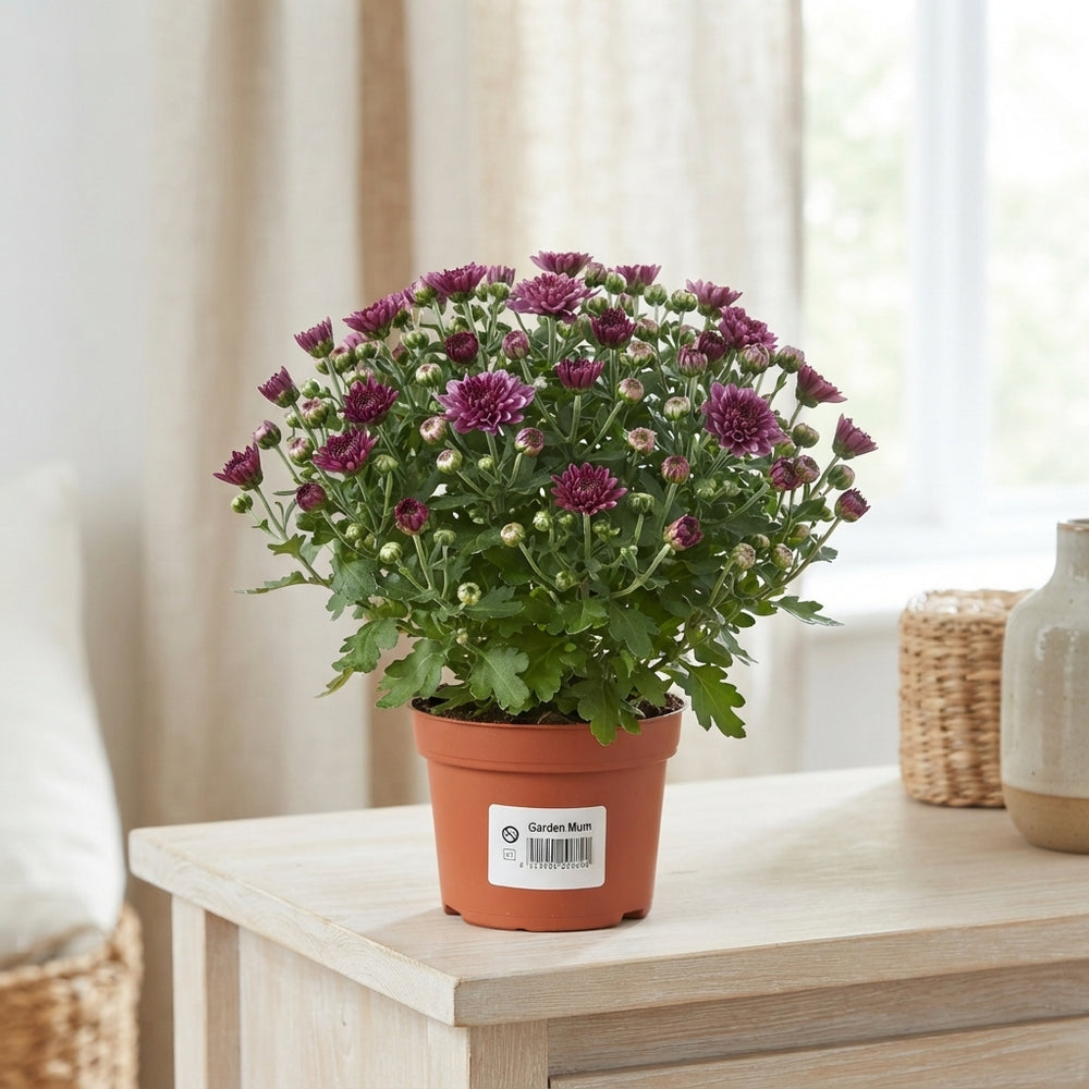 Purple Chrysanthemum (Indicum Group) – 10.5cm Pot