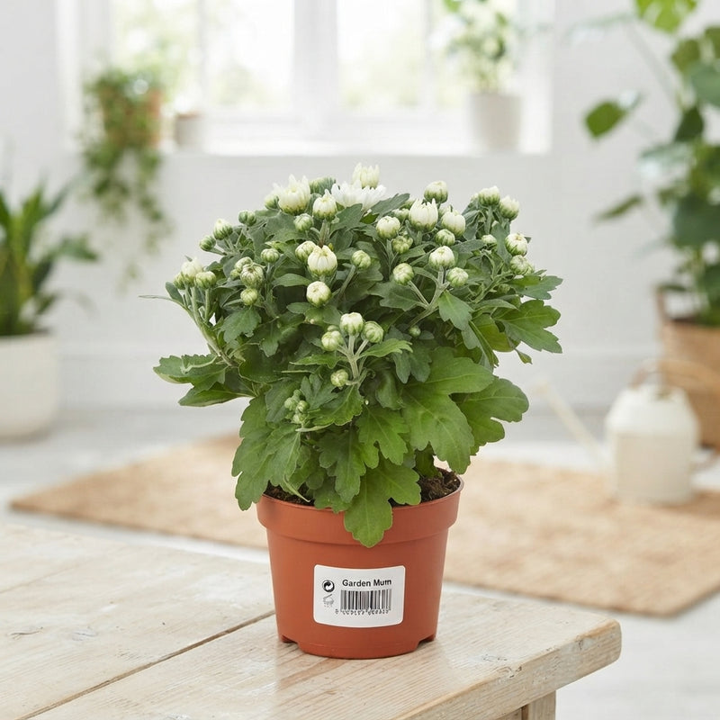 White Chrysanthemum – 10.5cm Pot