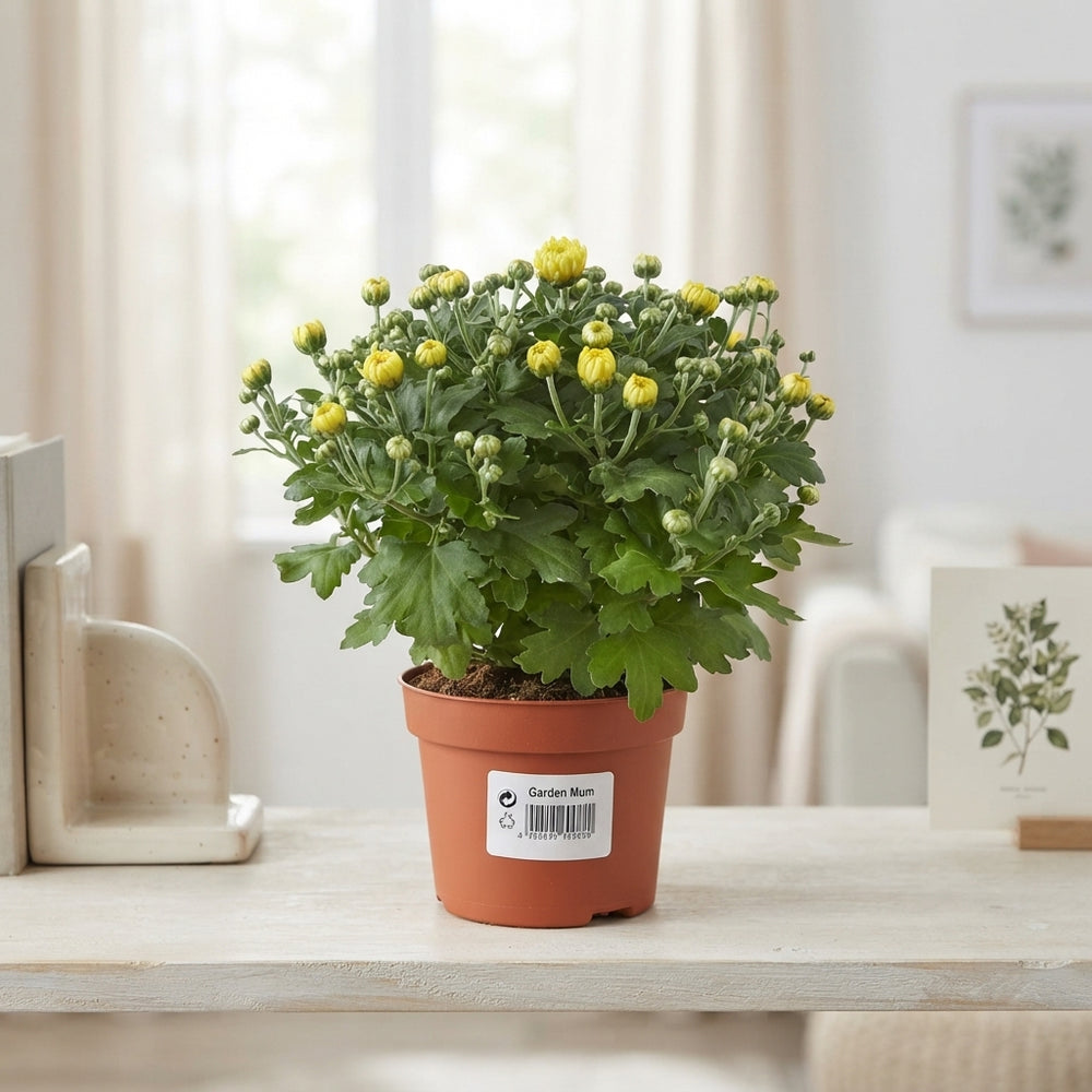 Yellow Chrysanthemum – 10.5cm Pot