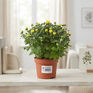 Yellow Chrysanthemum – 10.5cm Pot