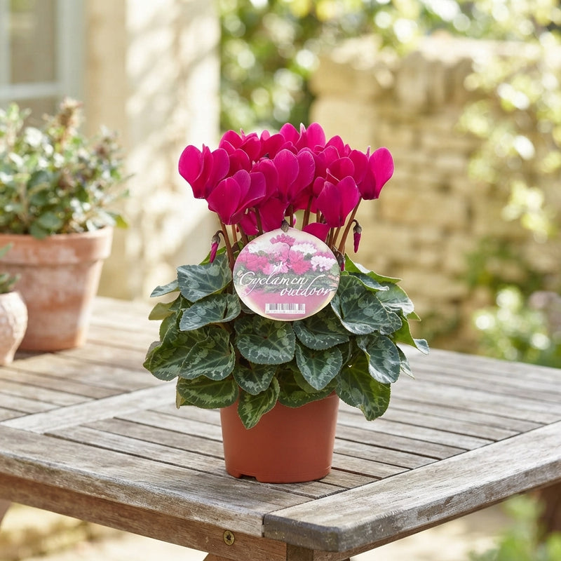 Mixed Cyclamen persicum Patio Plant – 10.5cm Pot