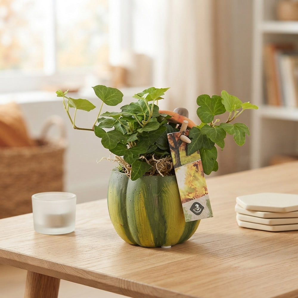 Pumpkin Mix Arrangement in Cement Pot – 7cm