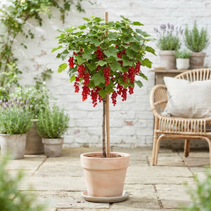 Mixed Fruit Plant Collection – 23cm Pot