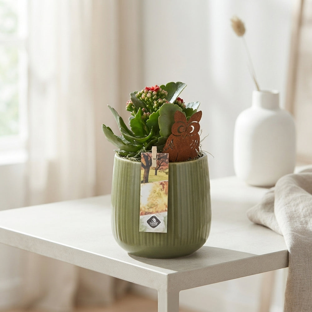 Mixed Indoor Plant Arrangement in Ceramic Pot – 12cm