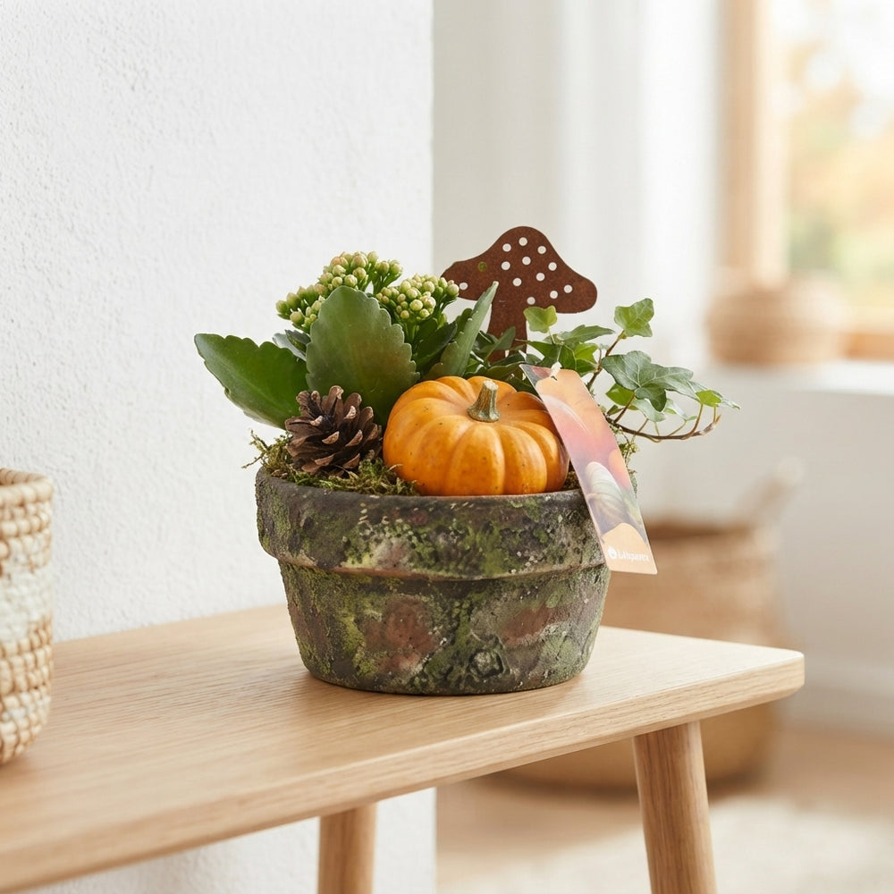 Orange Ceramic Plant Arrangement – 17cm Pot