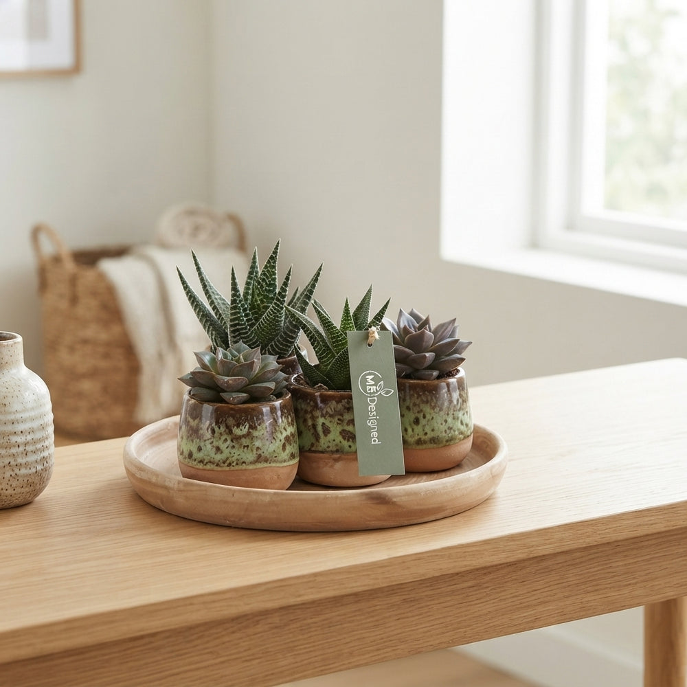 Succulent Arrangement in Brown and Green Ceramic Pot – 20cm