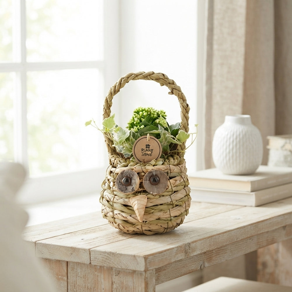 Indoor Plant Arrangement in Wicker Basket – 15cm Pot