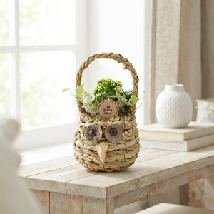 Indoor Plant Arrangement in Wicker Basket – 15cm Pot