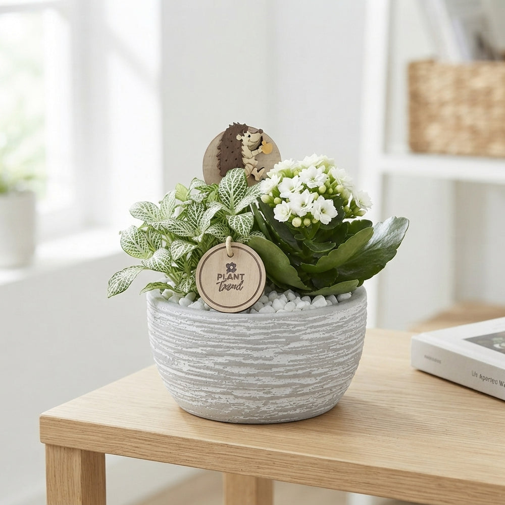 Orange and White Nerve Plant Arrangement – 15cm Ceramic Pot