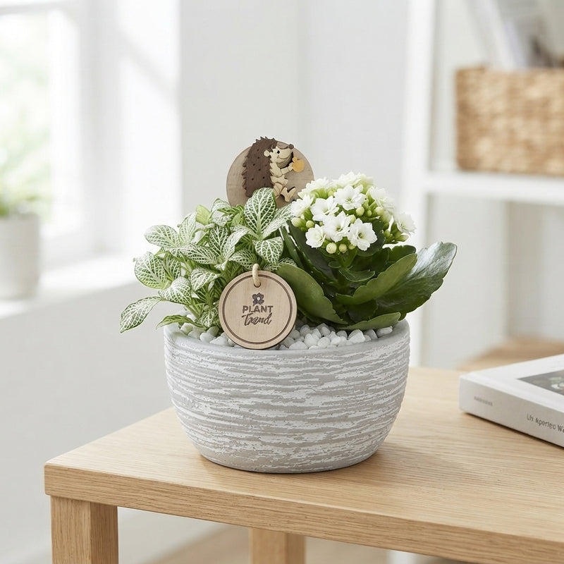 Orange and White Nerve Plant Arrangement – 15cm Ceramic Pot