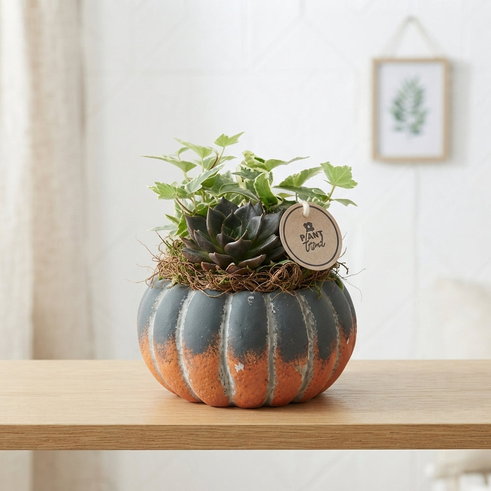 Indoor Plant Arrangement in Ceramic Pumpkin Pot – 15cm
