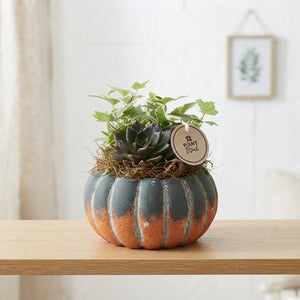 Indoor Plant Arrangement in Ceramic Pumpkin Pot – 15cm