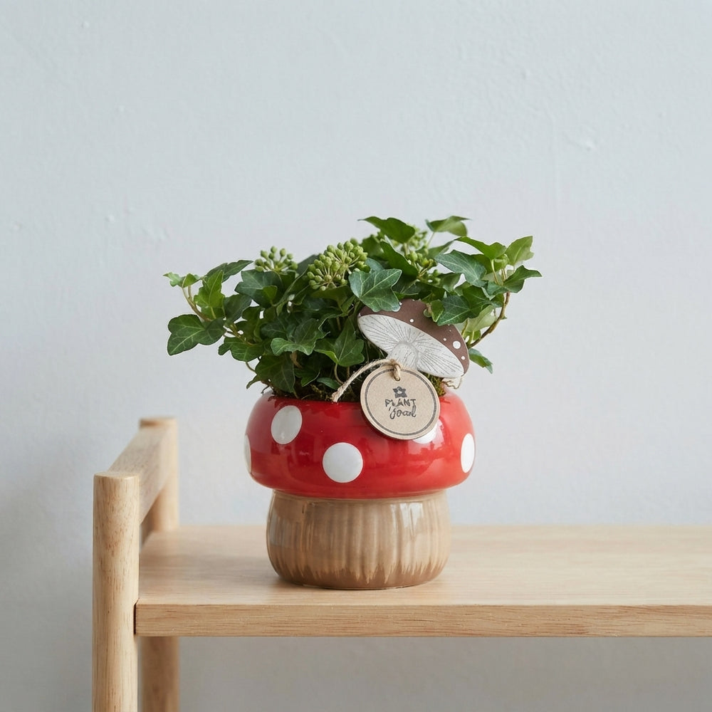 Indoor Mushroom Arrangement – 15cm Ceramic Pot