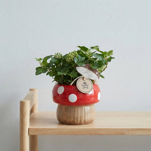 Indoor Mushroom Arrangement – 15cm Ceramic Pot