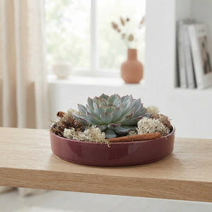 Burgundy Red Echeveria Arrangement – 20cm Ceramic Bowl