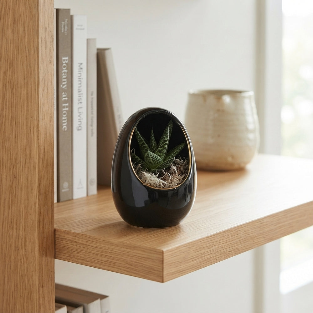 Black and White Succulent Arrangement – 10cm Pot
