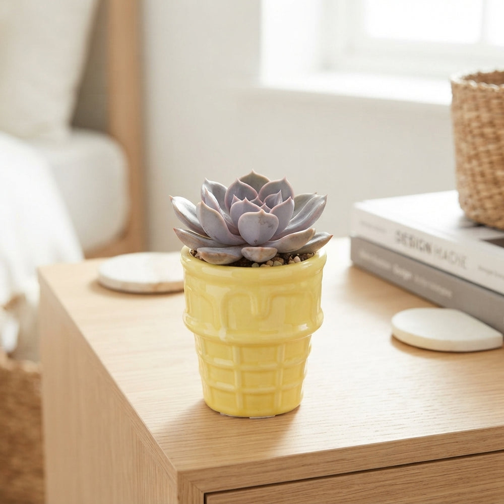 Ice Cream Colour Mix Succulent – 8cm Pot