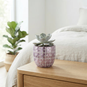 Mosaic Succulent Arrangement – 10cm Pot