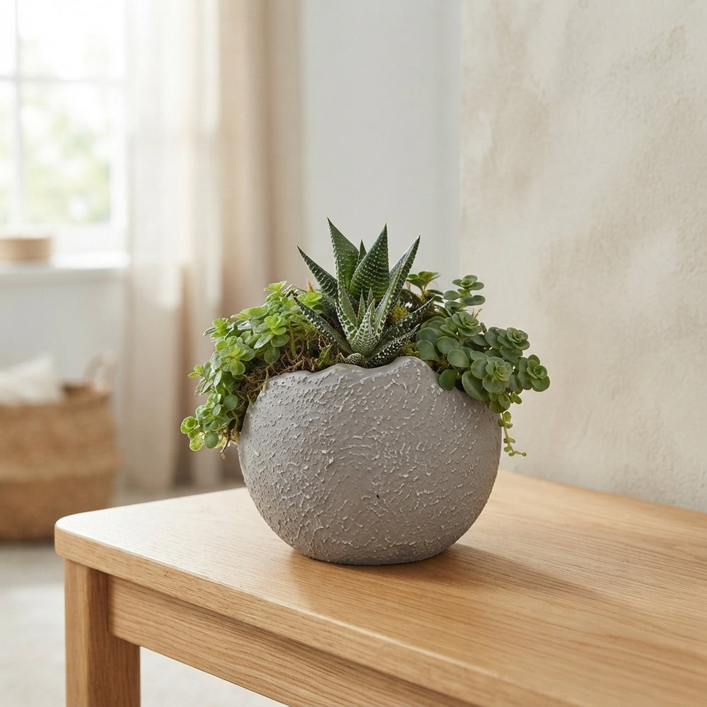 Green Globe Plant Arrangement – 13cm Ceramic Bowl