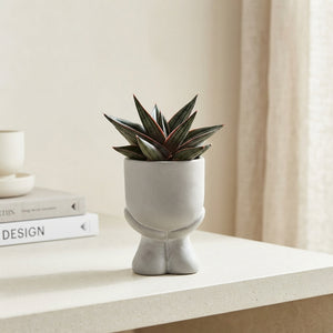 Mini Green Plant Arrangement in Grey Ceramic Pot – 14cm