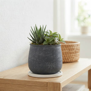 Green Mixed Plant Arrangement – 13cm Anthracite Ceramic Pot