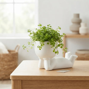 Pilea ‘Lazy Dude’ Arrangement – 14cm Ceramic Pot