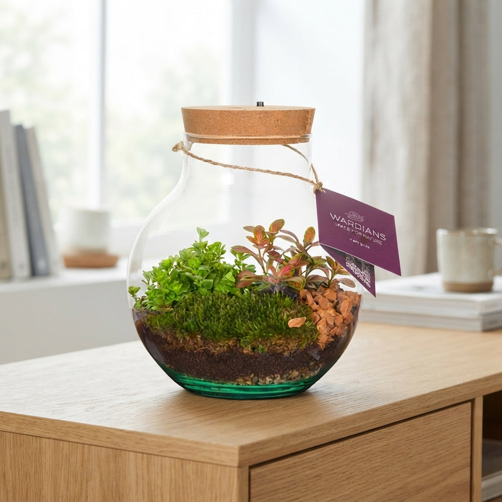 Venus Flytrap Terrarium with Rechargeable LED Light – 20cm