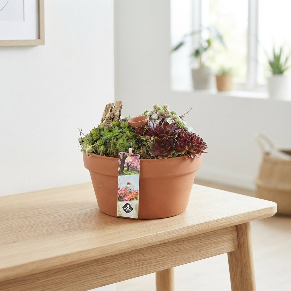 Small Succulent Arrangement in Terracotta Ceramic Bowl – 22cm