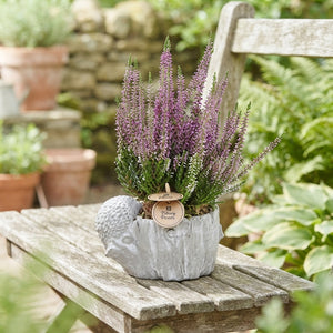 Outdoor Arrangement with Hedgehog and Bird on Tree Stump – 16cm Pot