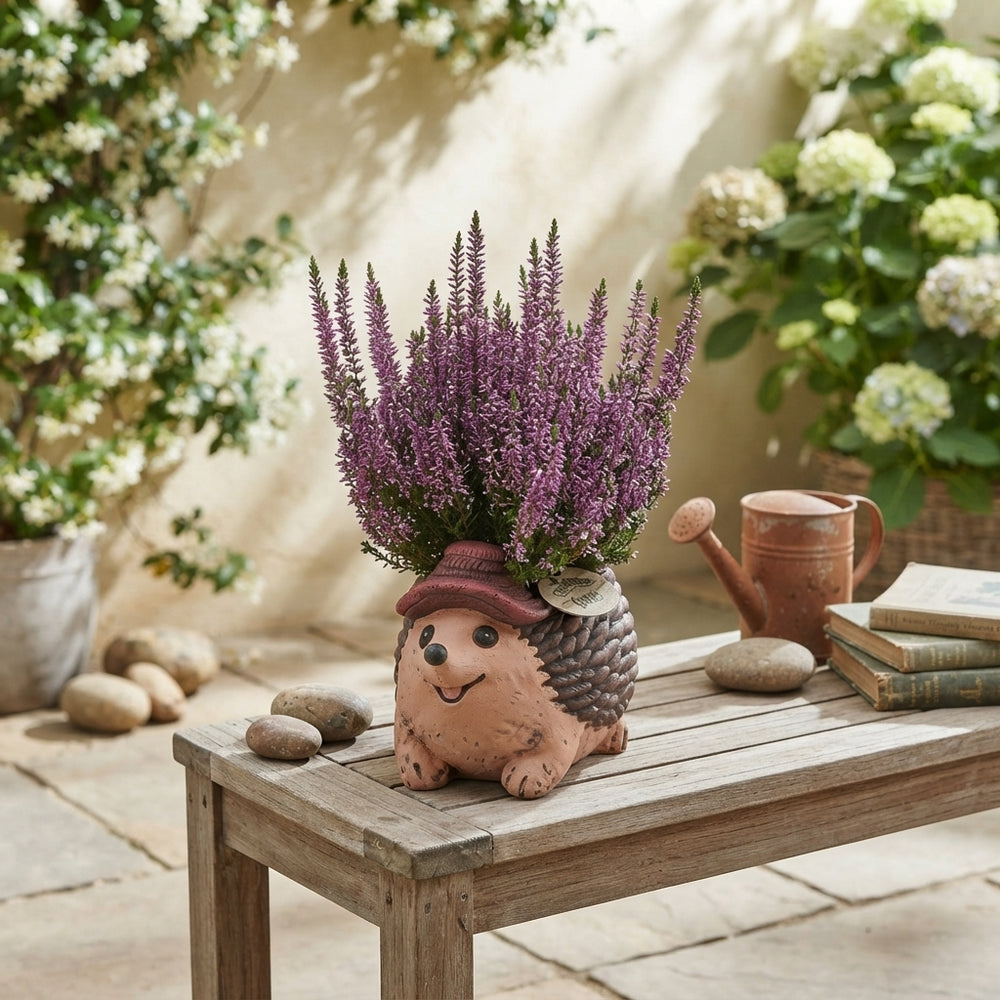 Outdoor Calluna Heather Arrangement with Ceramic Hedgehog Pot – 20cm