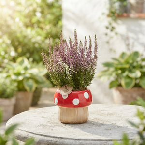 Outdoor Calluna Arrangement in Ceramic Mushroom Pot – 15cm