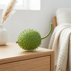 Ornamental Cucumis Egel – Green Decorative Fruit